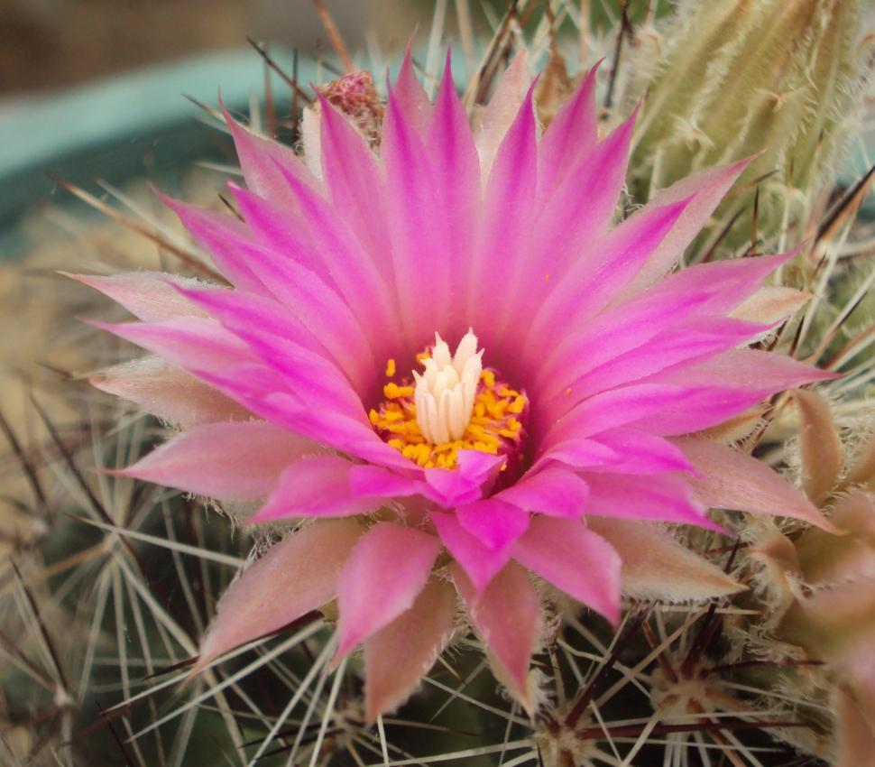 Free Image of Cactus Flower 