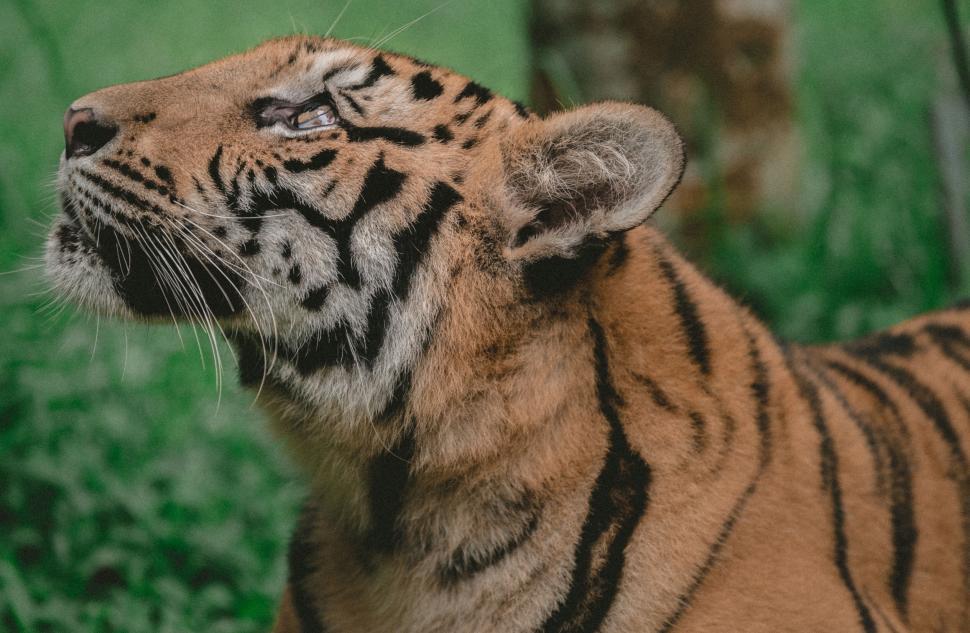 Free Image of Close-up of a tiger s face 