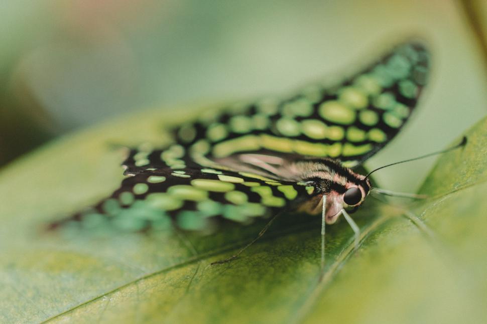 Free Image of Close-up of a green and black butterfly 