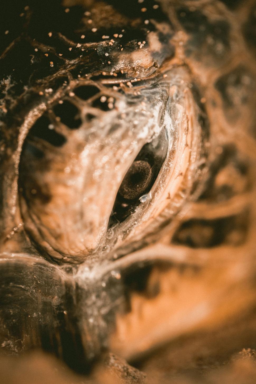 Free Image of Close-up of a crocodile eye and skin texture 