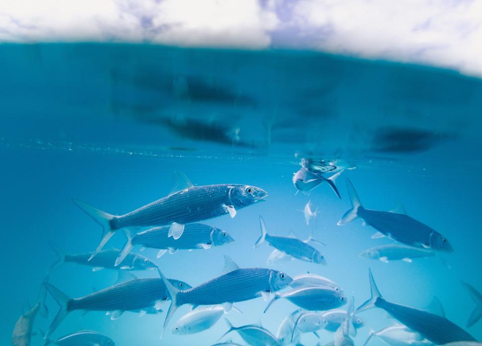 Free Image of School of fish underwater shot 