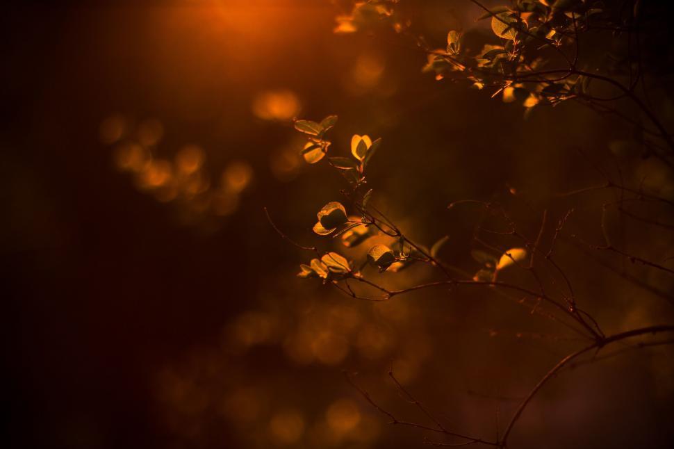 Free Image of Intimate capture of leaves at dusk 