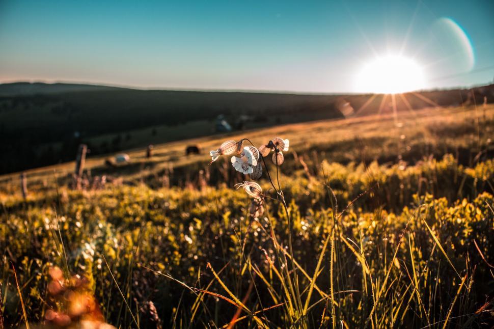 Free Image of Field of flowers at golden hour 