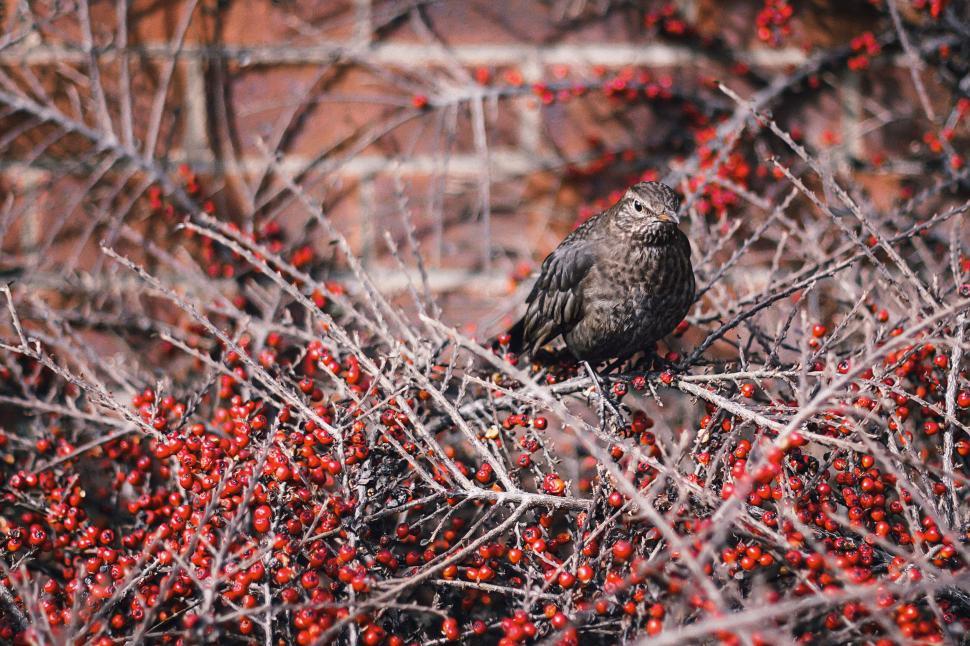 Free Image of Bird perched among winter berries 