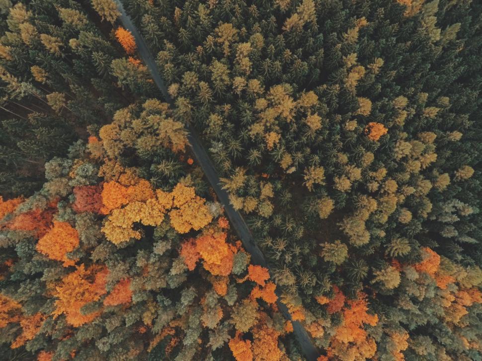 Free Image of Aerial view of a forest with a road 