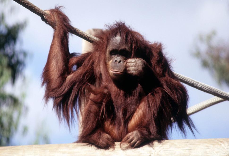 Free Image of Orangutan and a rope 