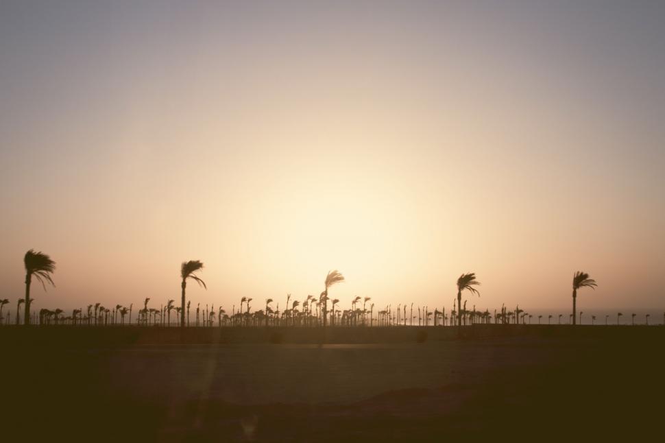 Free Image of Tropical silhouette palm trees at sunset 