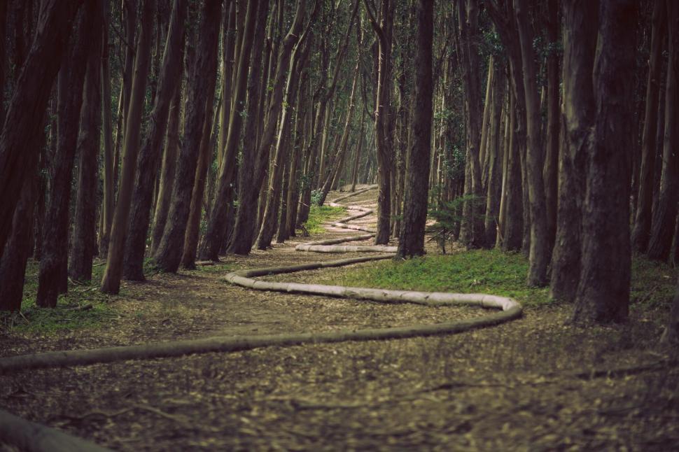 Free Image of Forest pathway surrounded by towering trees 