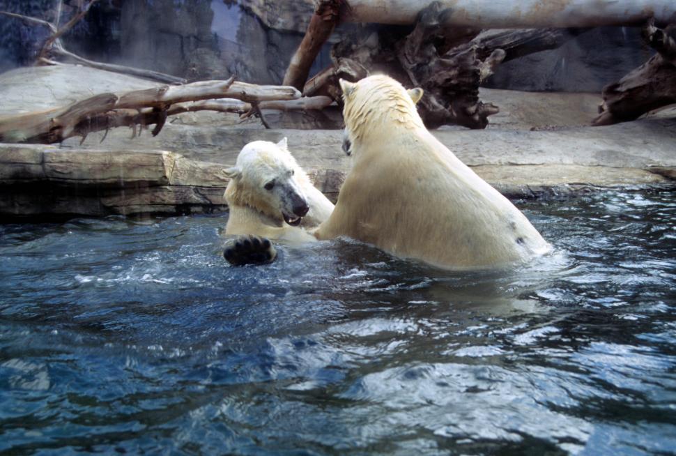 Free Image of Polar bears play in a pool 