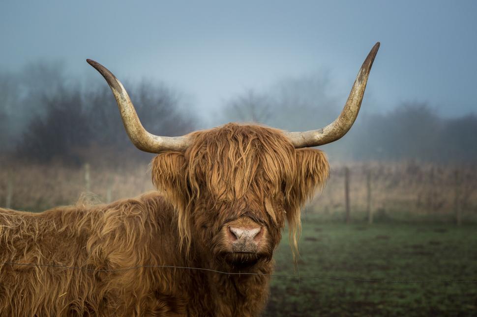 Free Image of Highland cow with impressive horns 