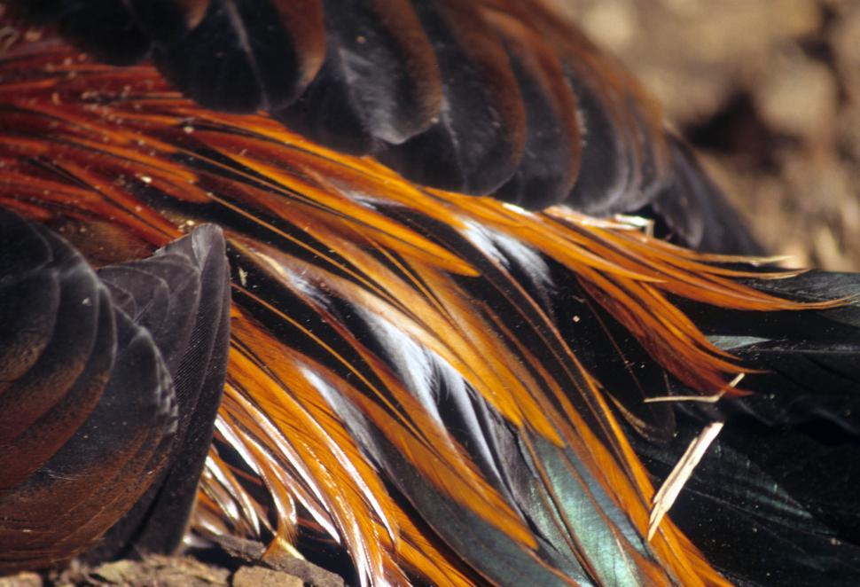 Free Image of Colorful feathers 
