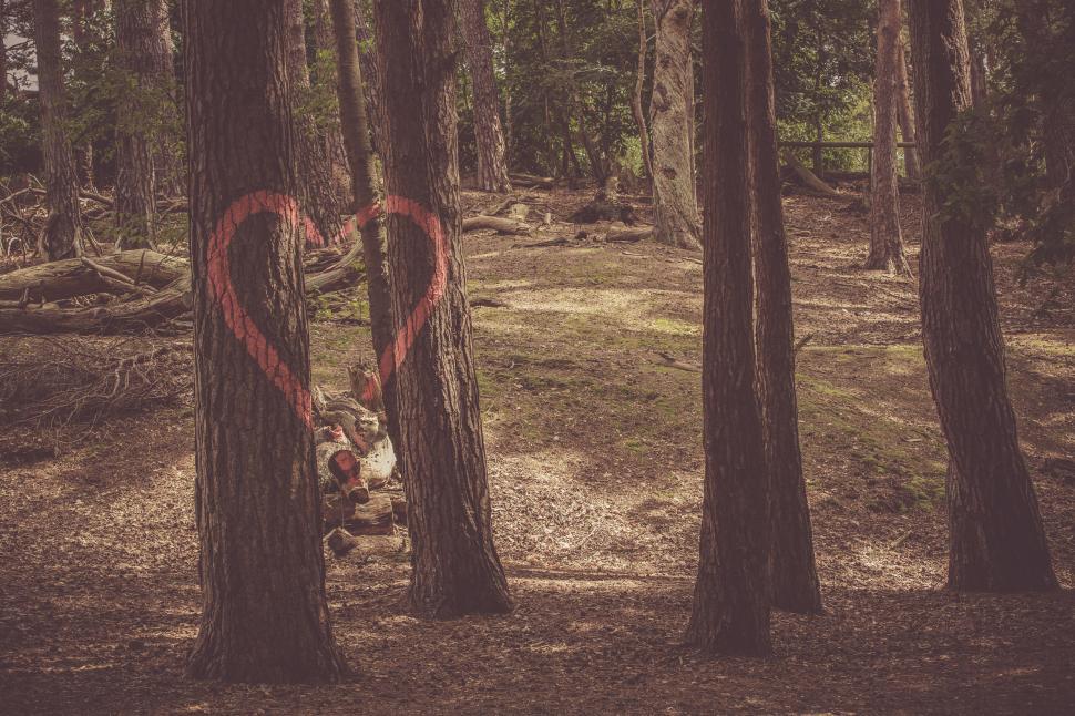 Free Image of Heart painted trees in a forest 