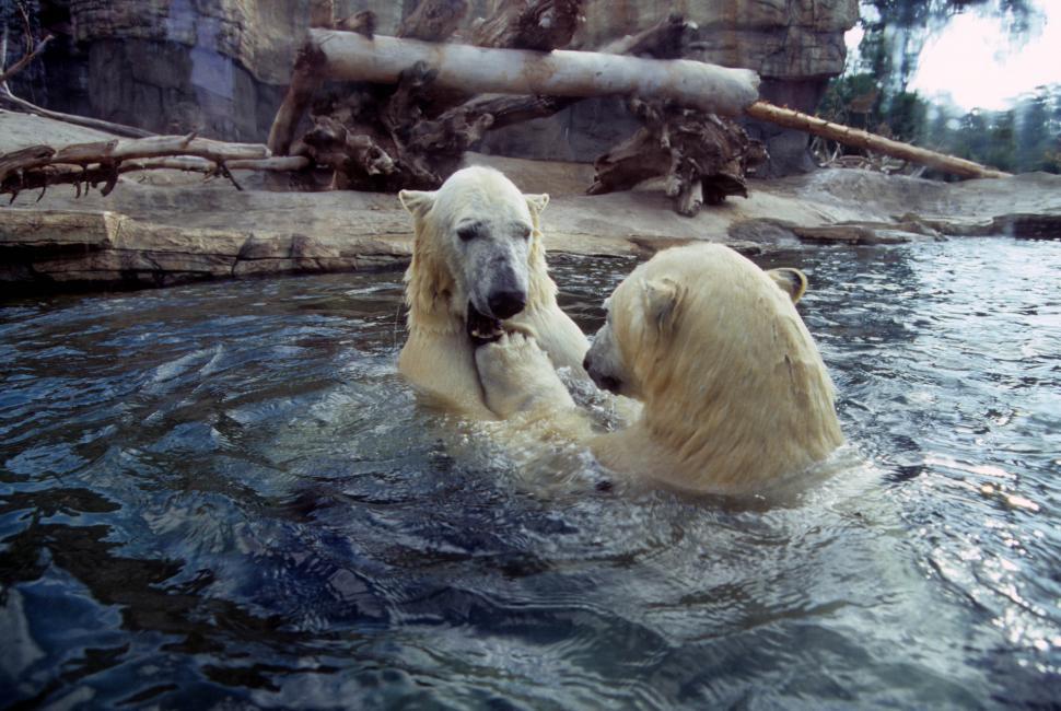 Free Image of Polar bear playfulness 