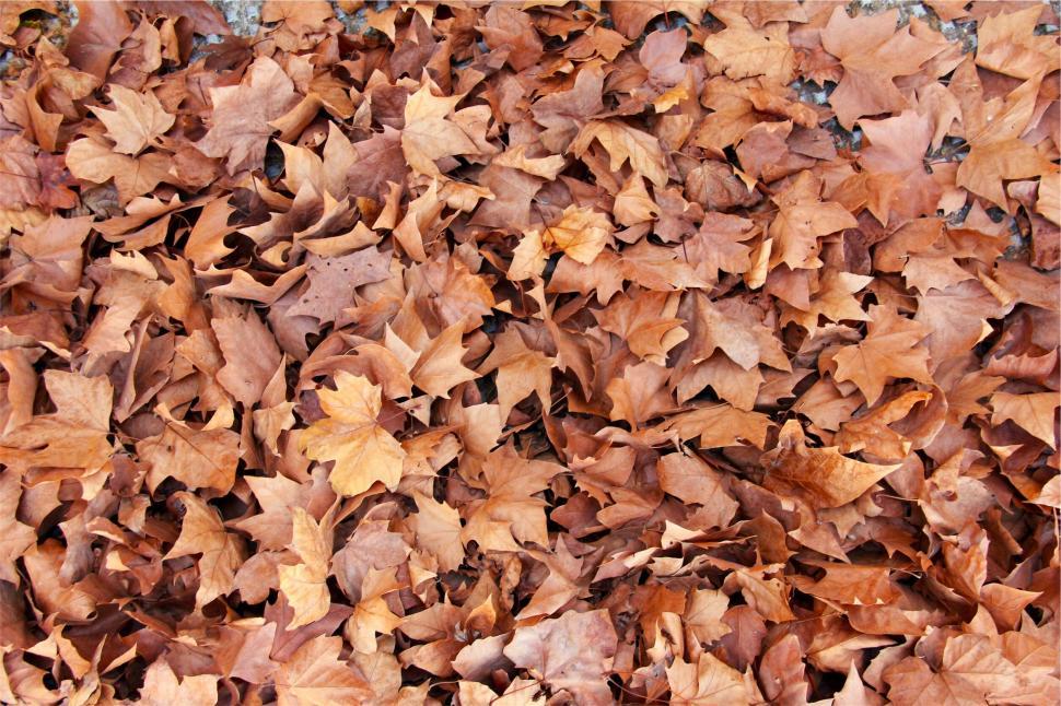 Free Image of Autumn leaves covering the ground 