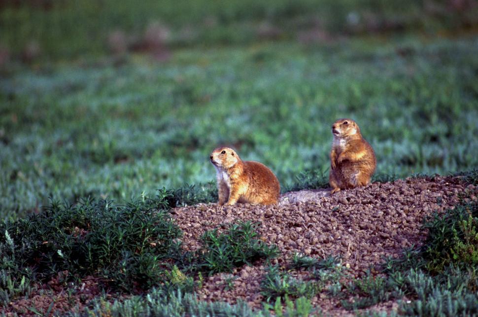 Free Image of Gophers 
