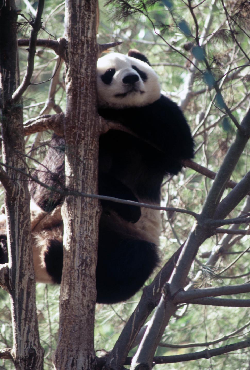 Free Image of Panda climbing 