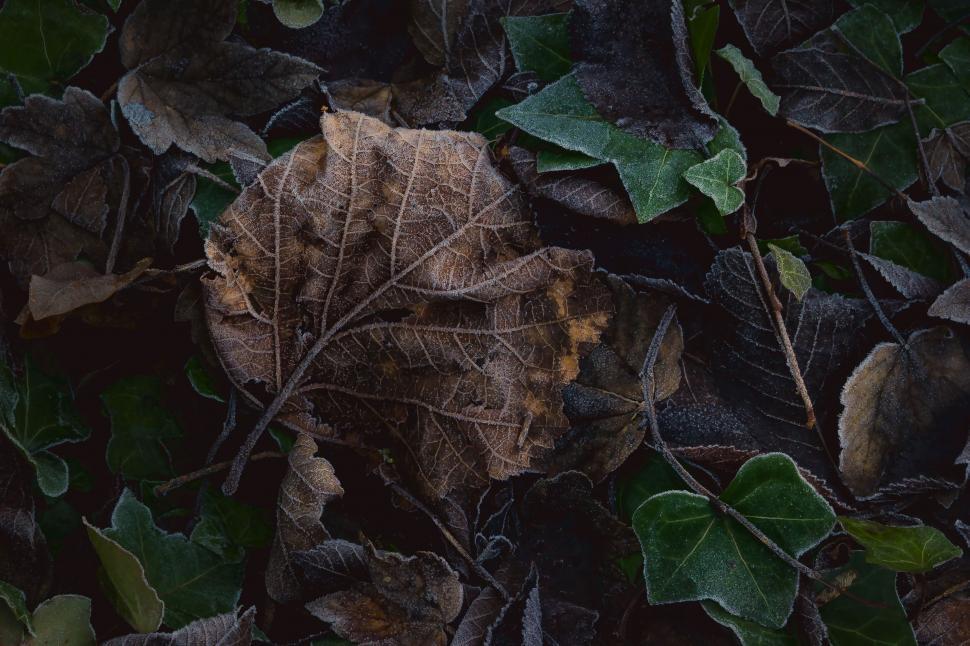 Free Image of Frost covered leaves on forest floor 