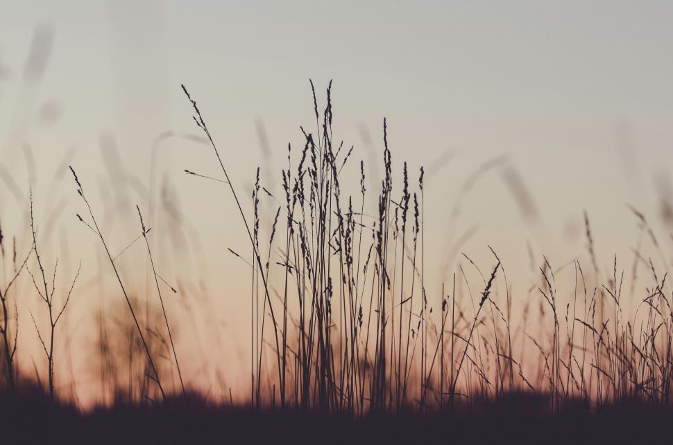 Free Image of Silhouetted grass against a sunset sky 