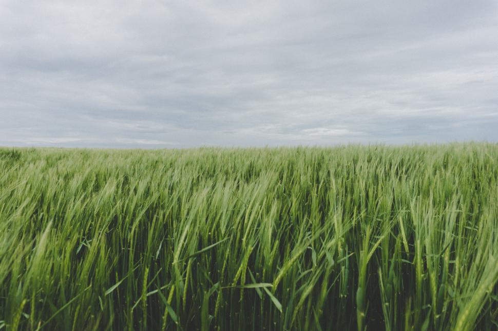 Free Image of Vibrant green wheat field and cloudy sky 