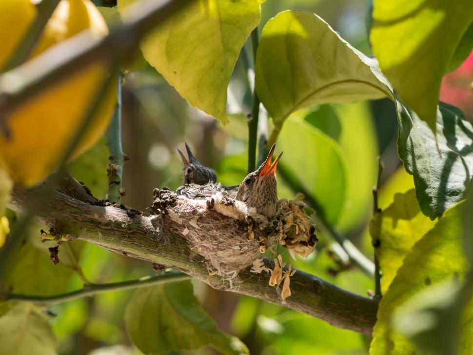 Free Image of Baby birds in nest with blurred faces 