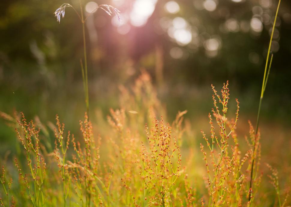 Free Image of Sunlit field with wildflowers at sunset 