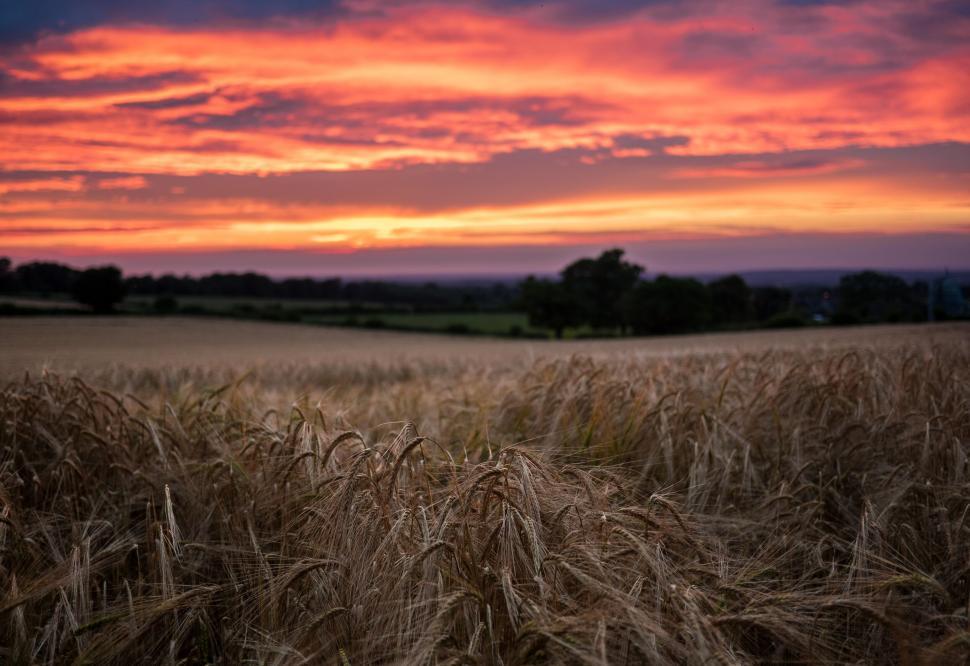 Free Image of Sunset over golden wheat field 
