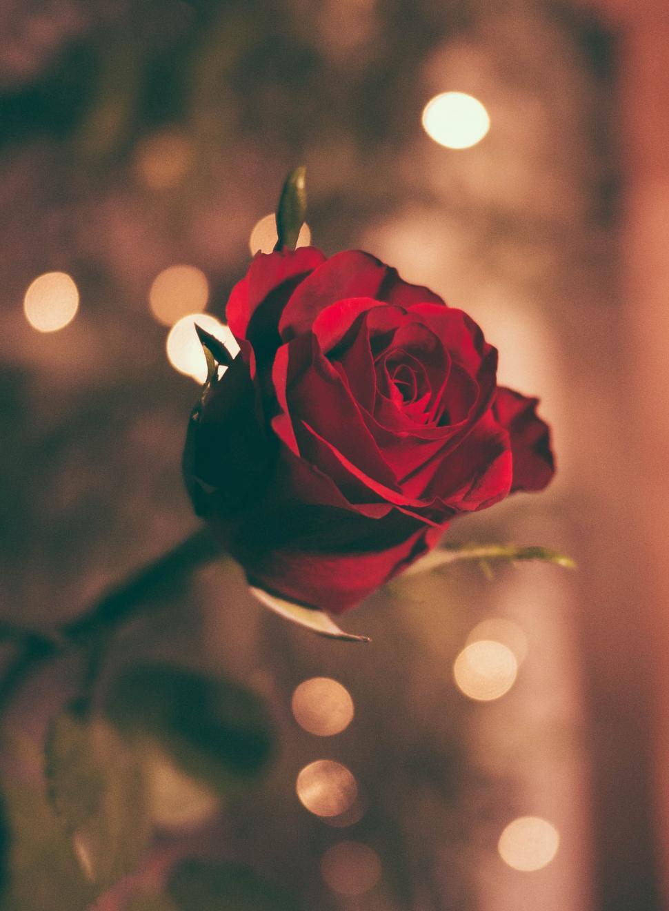 Free Image of Close-up of a red rose with bokeh lights 