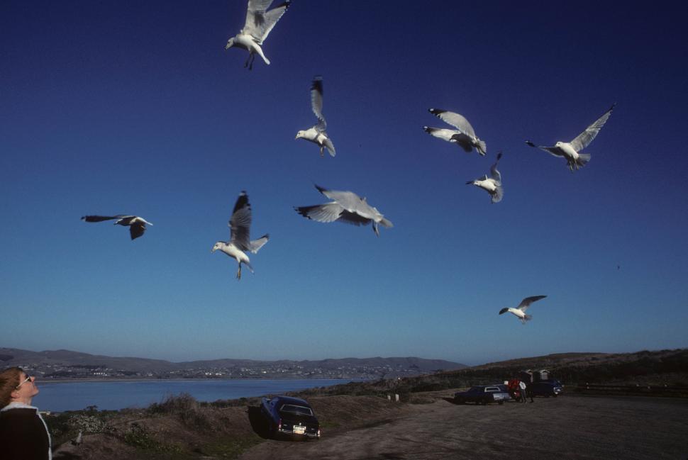 Free Image of Group of seagulls in flight 