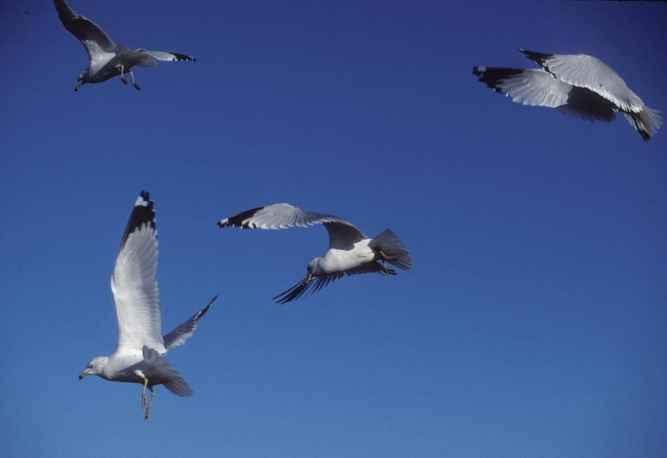 Free Image of Seagulls in flight 