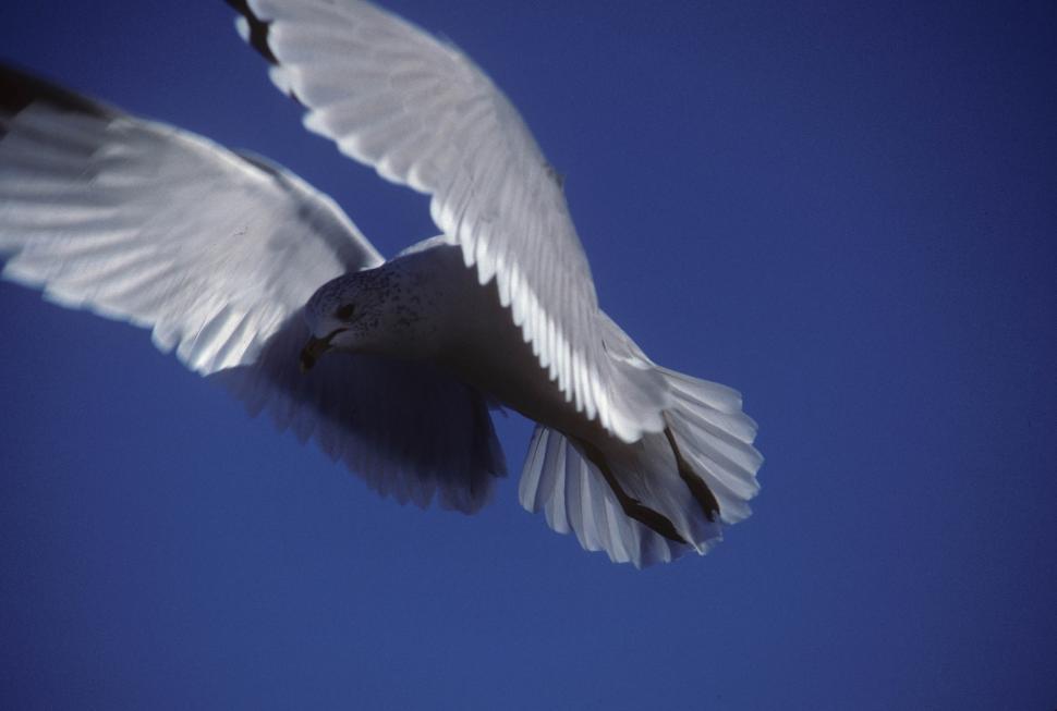 Free Image of Seagull in flight 