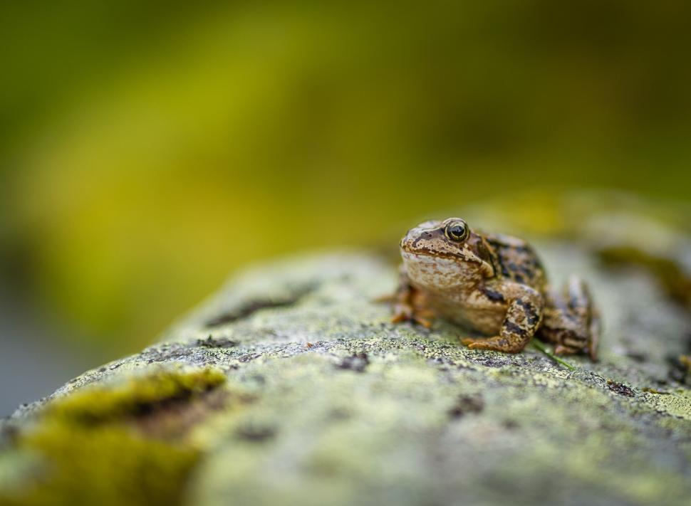 Free Image of Frog sitting on a mossy rock 