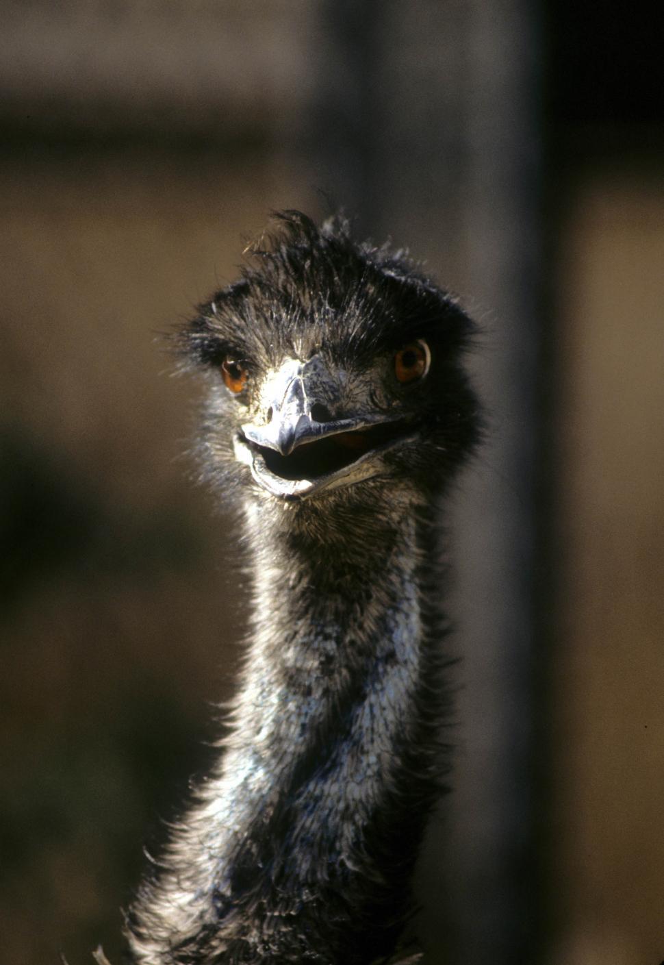 Free Image of Emu head 