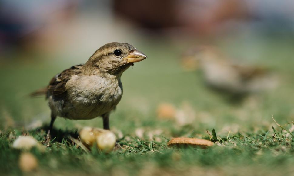 Free Image of Close-up of a sparrow on grass 