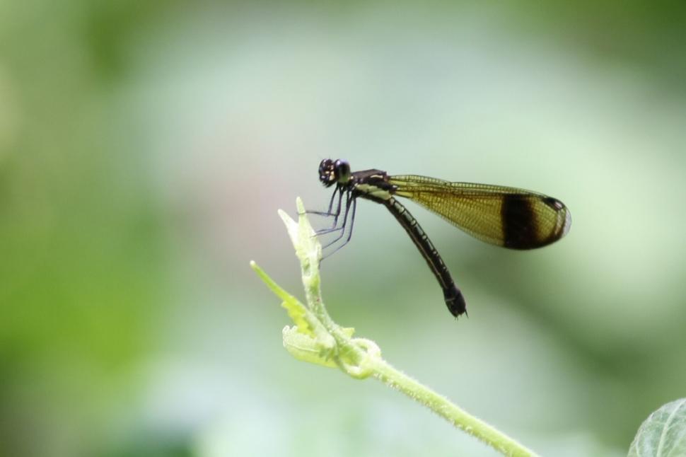 Free Image of Dragonfly perched on green plant stem 