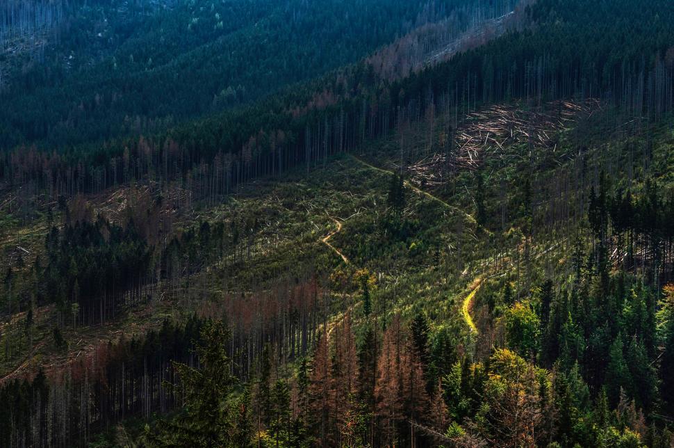 Free Image of Sunlit forest with deforestation area 