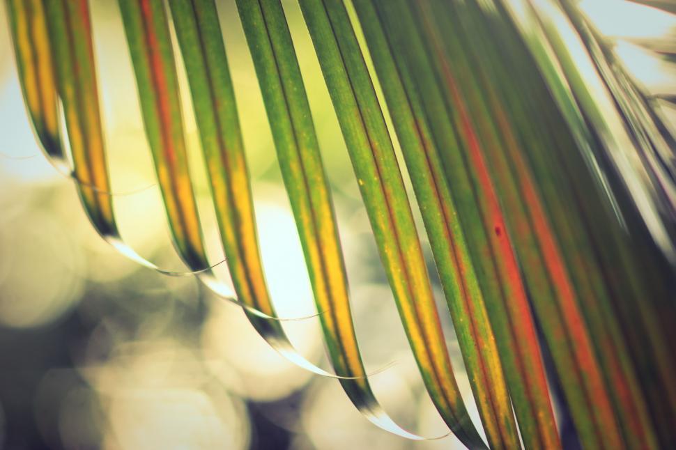 Free Image of Close-up of a vibrant palm leaf 