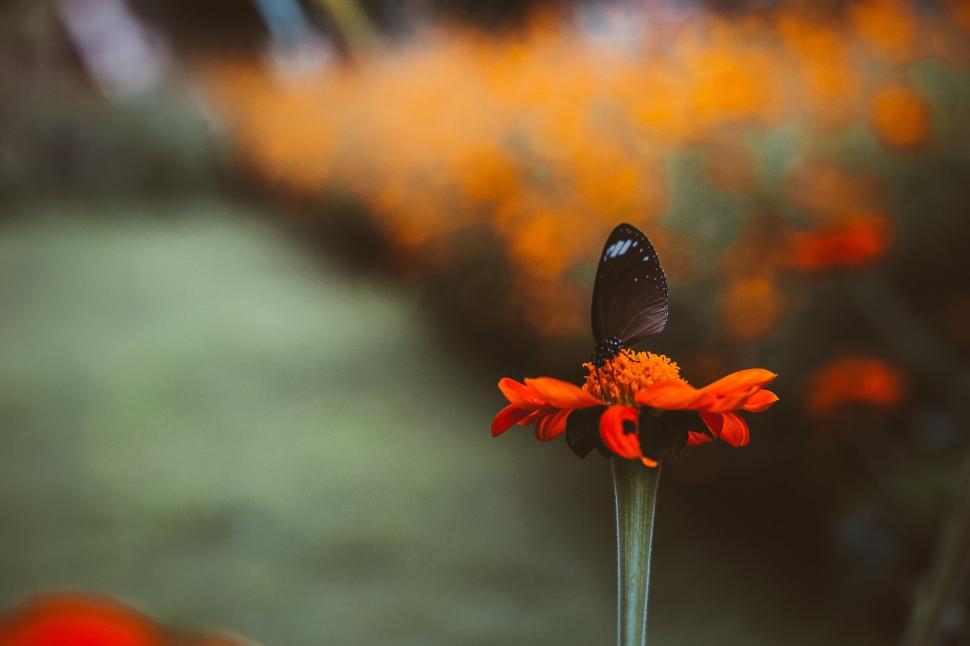 Free Image of Butterfly resting on a red flower outdoors 