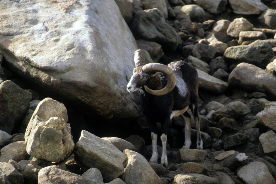 Free Image of Rocky mountain bighorn sheep 