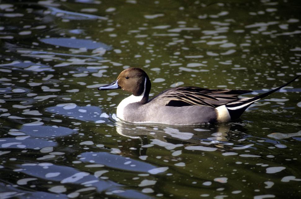 Free Image of Northern Pintail Duck 