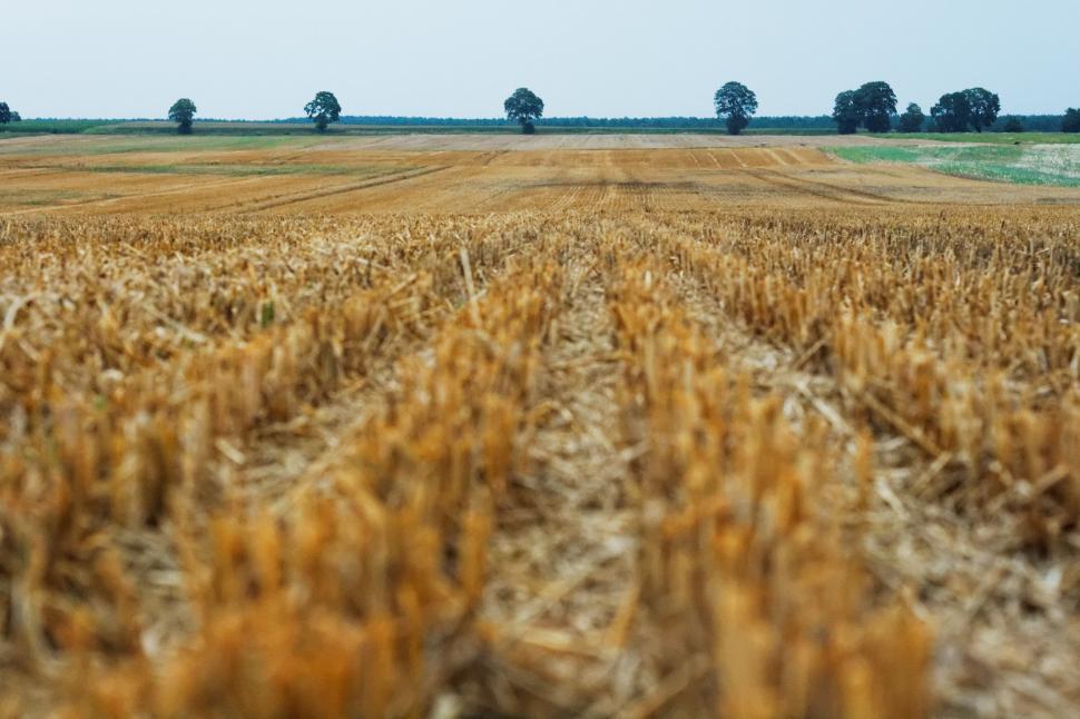 Free Image of Harvested field and distant trees 