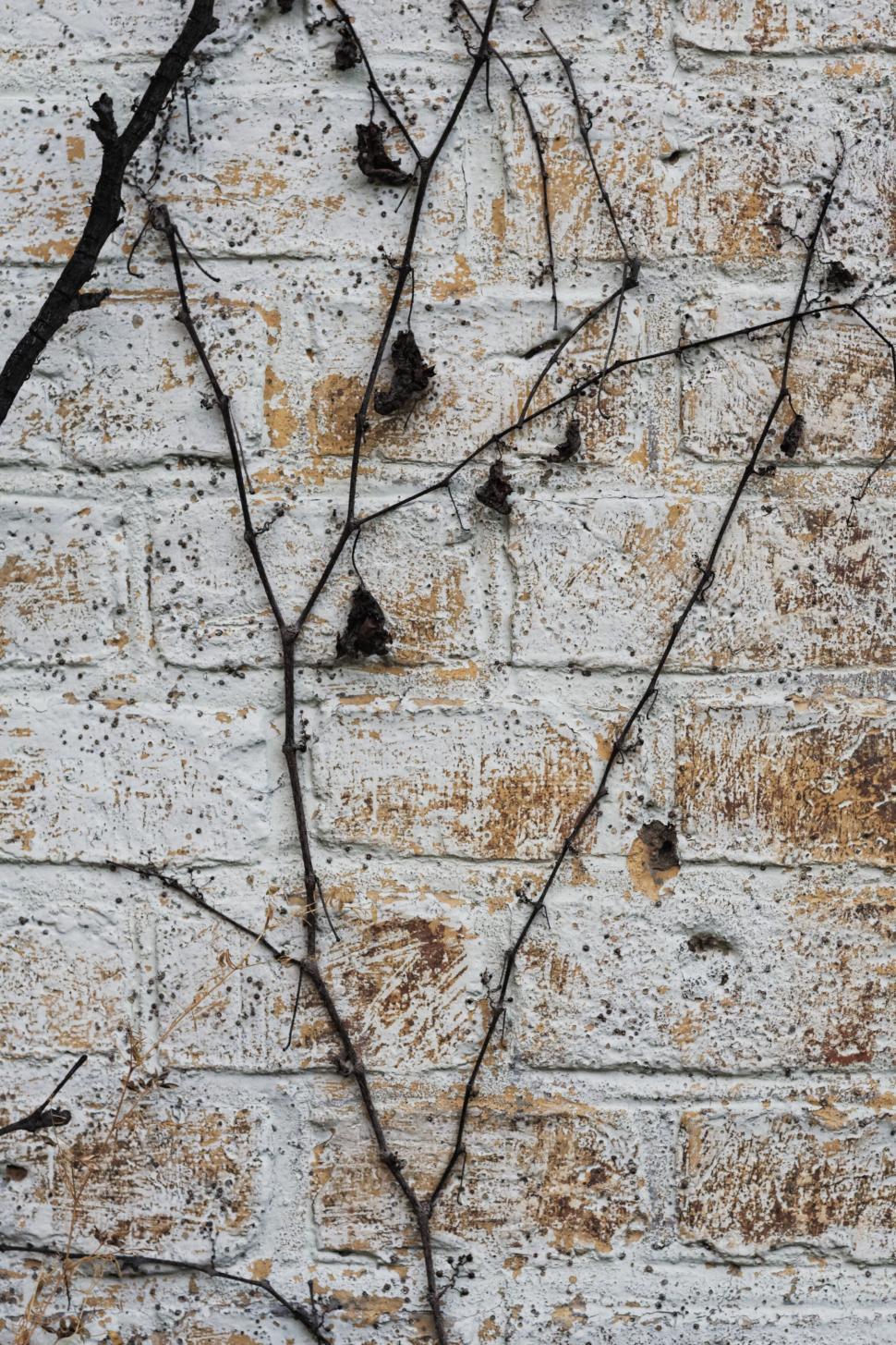 Free Image of Bare twigs against a rustic white wall 