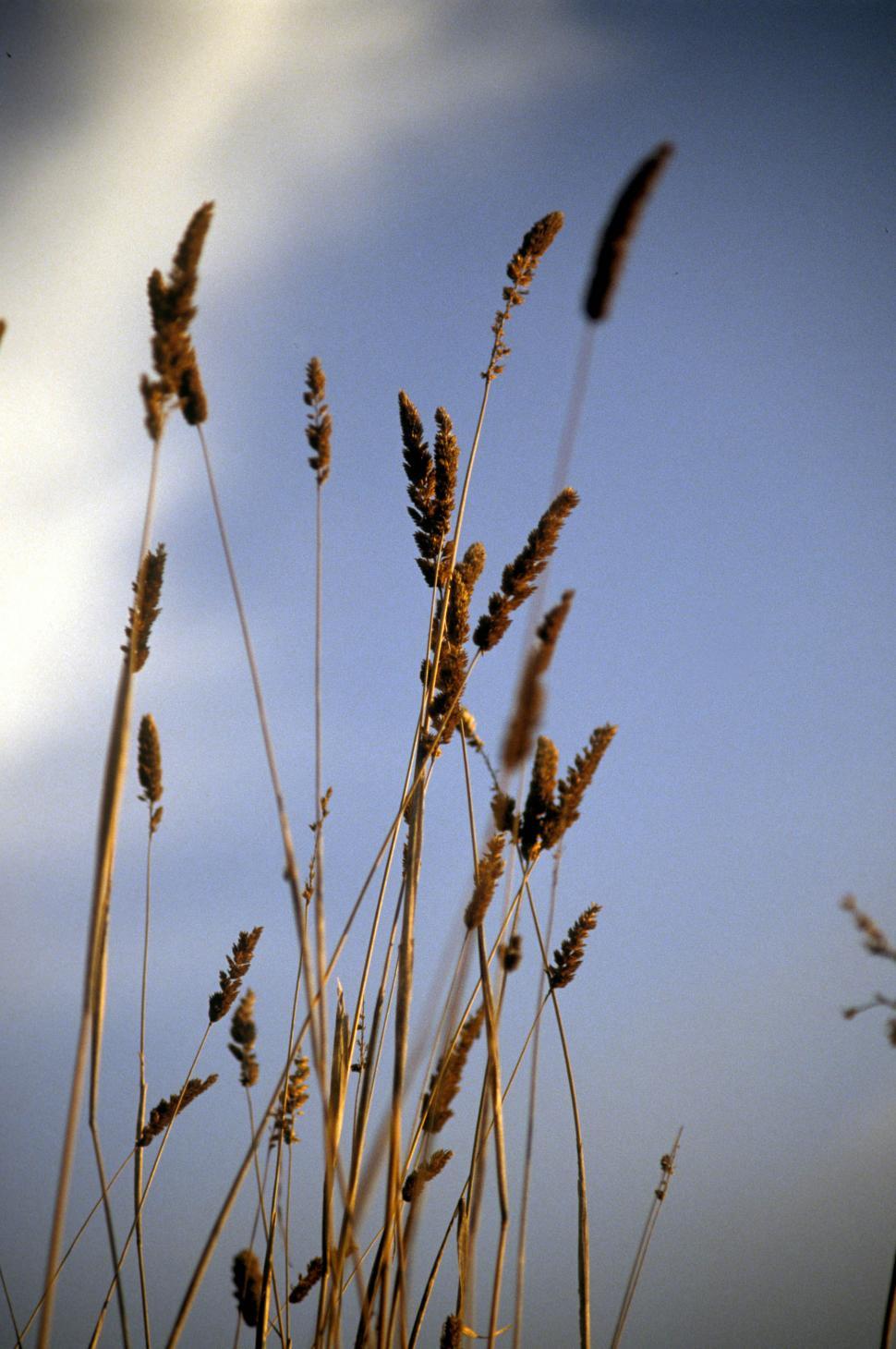 Free Image of Tall reeds 