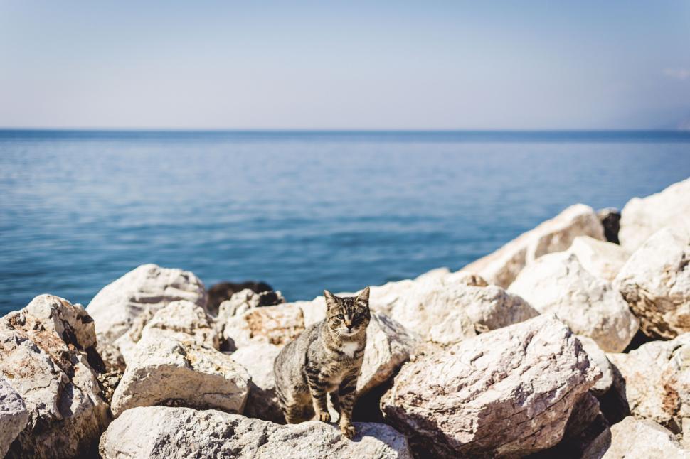 Free Image of Cat sitting on rocks by the sea 