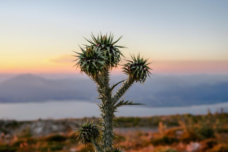 Free Image of Thistly plant against sunset sky 