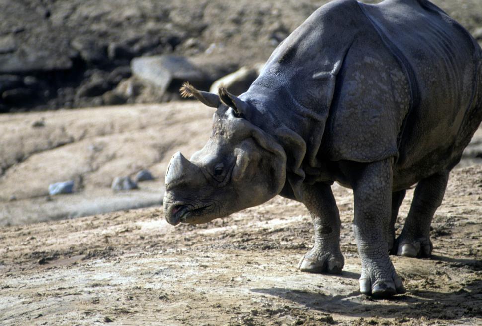 Free Image of Javan rhinoceros 