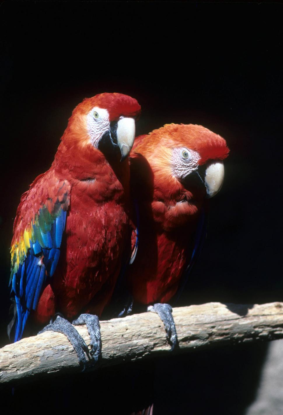 Free Image of Scarlet macaws 