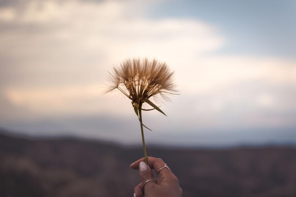 Free Image of Hand holding a large dandelion against sky 
