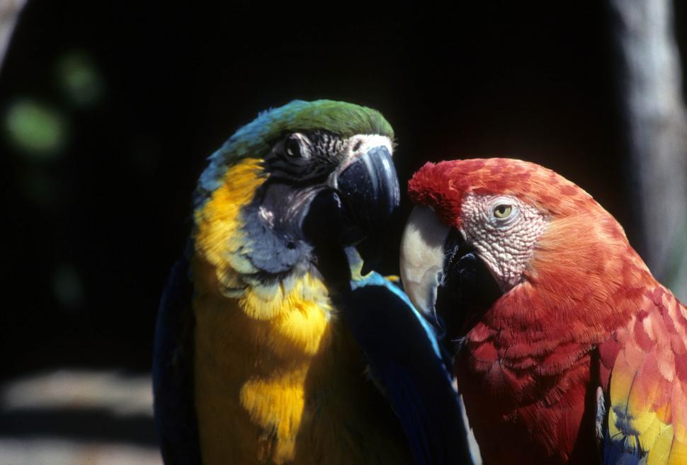 Free Image of Macaws 