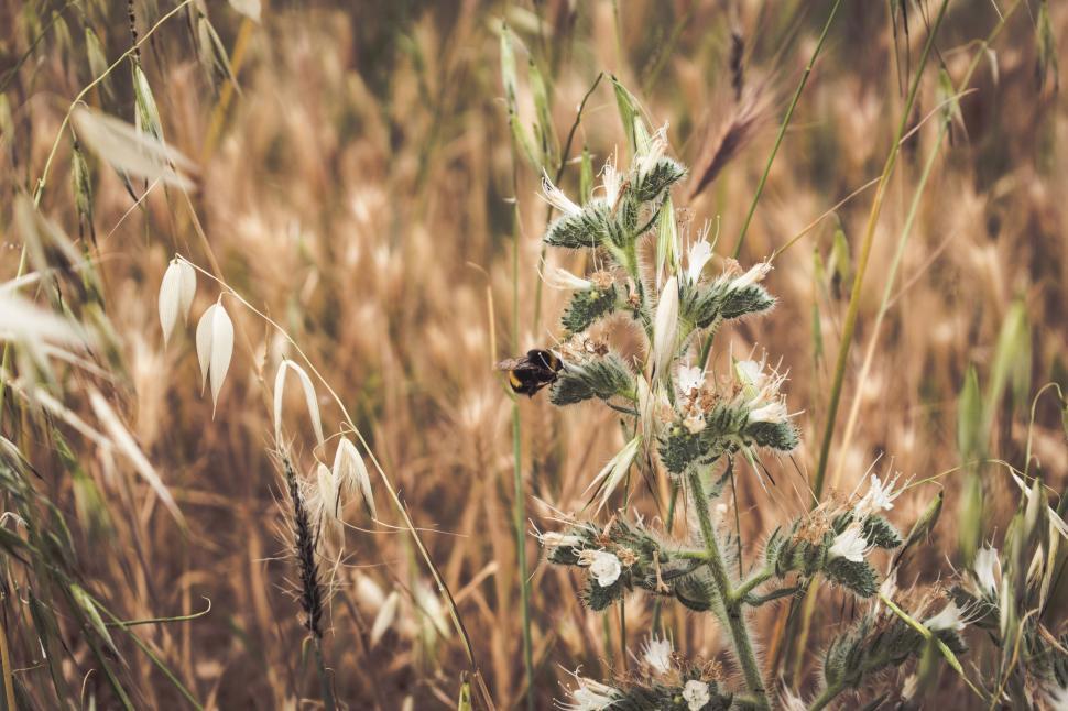 Free Image of Bee on wildflowers in a field 