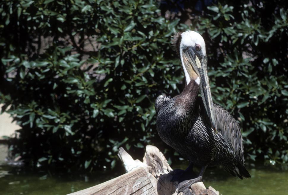 Free Image of Brown pelican 